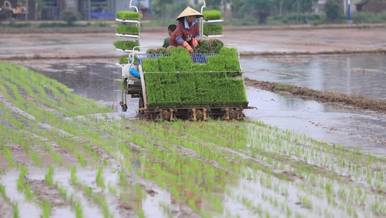 الزراعة في الصين